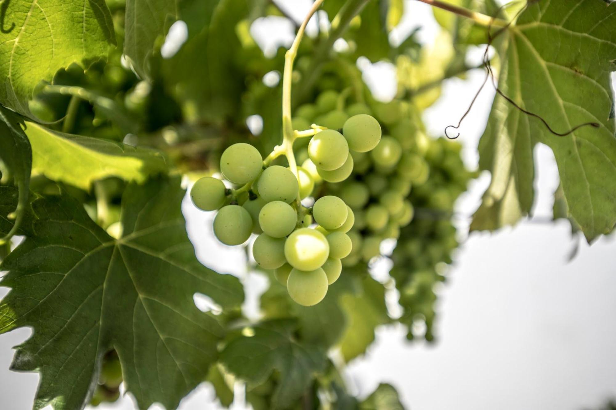 BriteirosQuinta Do Pomar Pomar Farm别墅 外观 照片